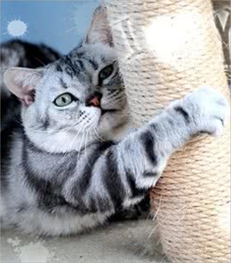 家庭用药哪些对猫咪有害
