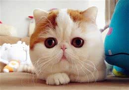 如何辨别加菲猫
