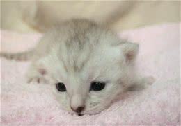 猫咪洗澡后如何吹干？