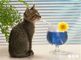 增加猫咪饮水量的方法