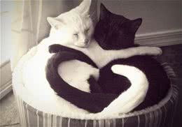 猫咪为什么喜欢竖尾巴、贴鼻子