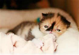 为什么猫咪有揉搓人身体的习惯