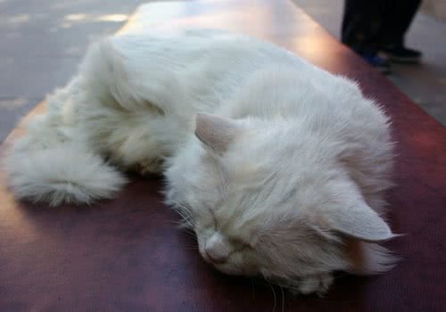 猫咪心脏病的血压与射线检查