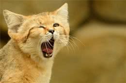 沙丘猫如何繁殖？沙丘猫繁殖周期多长