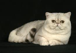 有小孩的家庭可以养猫吗
