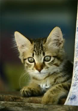 猫猫每天必做美容事项