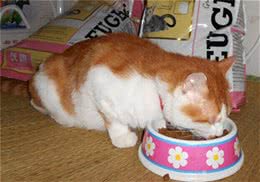 猫咪异常行为的原因分析
