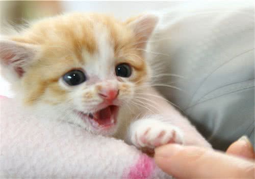 如何为三个月大的幼猫挑选猫咪玩具