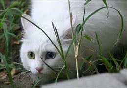 山东狮子猫掉毛原因分析