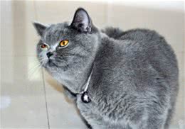 猫咪小知识普及