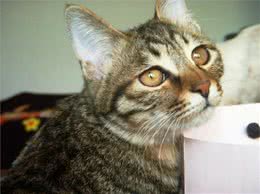 狸花猫吃什么？狸花猫怎么喂养