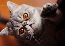 猫咪舌头的特点