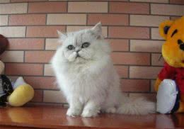 褴褛猫的形态特征
