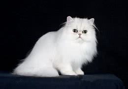波斯猫是不是流眼泪就是患病呢？