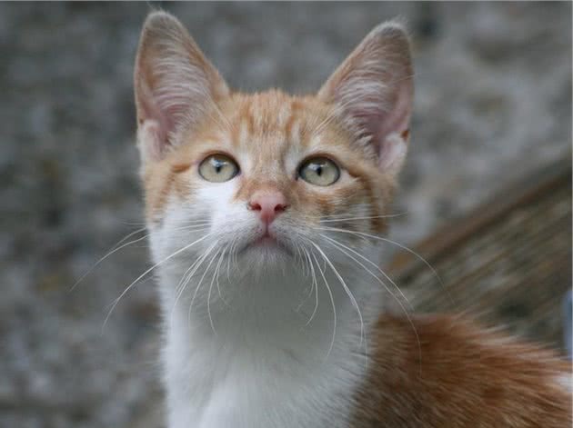 如何训练猫咪取回物品