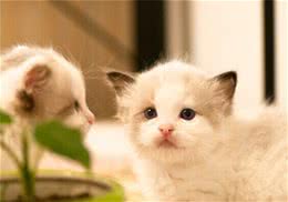 新手养猫需要准备哪些东西