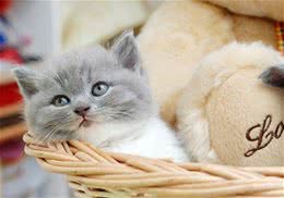 鱼肝油可以让猫咪吐毛球