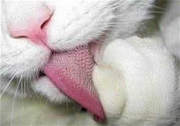 猫为什么会用舌头梳理皮毛