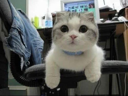 猫咪护理需有备忘录
