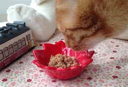 猫咪能吃猪肉吗？