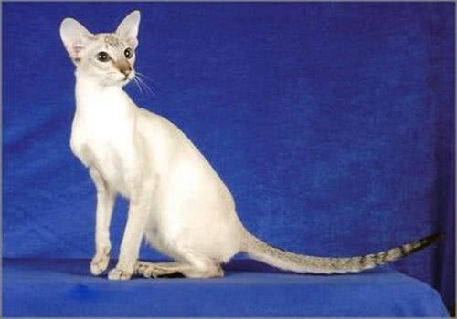 重点色短毛猫的形态特征