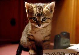 猫咪向你示好的行为表现