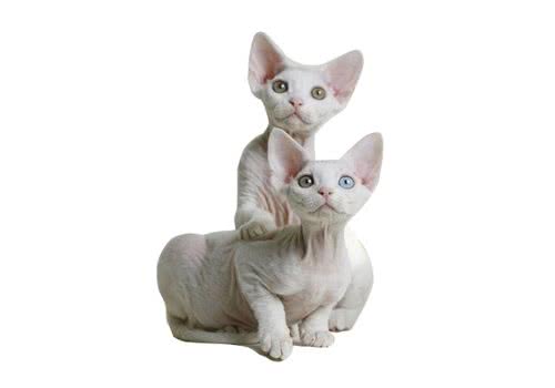 德文卷毛猫品种简介