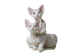 德文卷毛猫品种简介