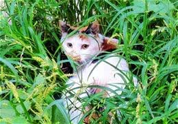 给宠物猫护理毛发的技巧