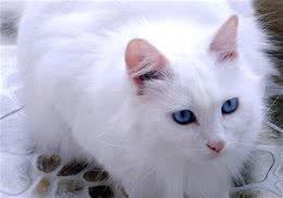 流浪猫是否绝育识别法之剪耳