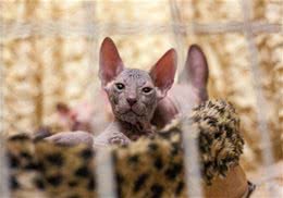 你知道清理洗猫咪眼睛要用温水吗