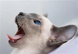 猫咪打架行为分析