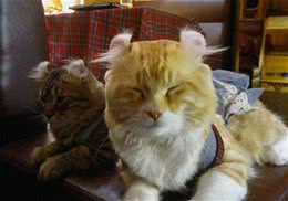 猫咪营养手册之挑选猫维他命补充物