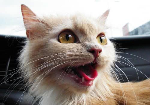 猫咪的牙结石治疗及预防