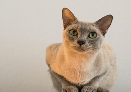 猫咪洗澡3个健康问题