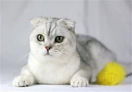 如何改变猫咪夜游的习惯