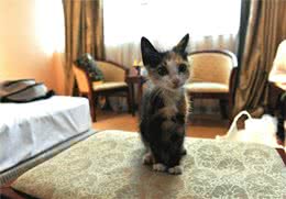 别犯懒，猫咪比你更讨厌脏猫砂