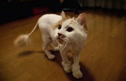 天热给猫剪剪毛