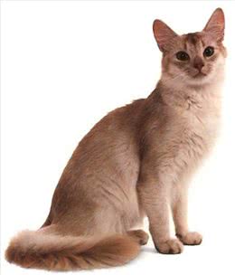 关于阿比西尼亚猫的介绍