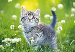 不是所有猫咪都适合家养