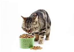 对猫咪有益的食品有哪些