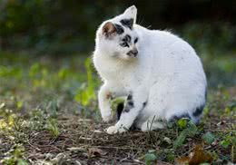 猫咪进化史：成为宠物源于何时？
