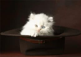 为什么要给猫咪吃猫草