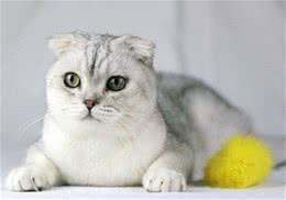折耳猫价格为什么那么高