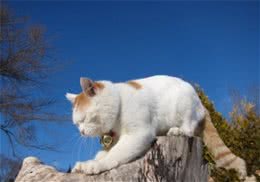 改正猫咪不良行为的方法