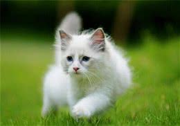 猫咪的13个小秘密