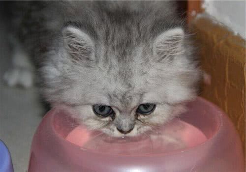 猫咪健康过冬小窍门