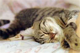 怎样为虎斑猫清洁口腔