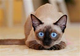 泰国不仅盛产妖，猫咪也是“特产”哦