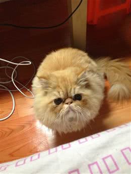 宠物猫适合放养吗